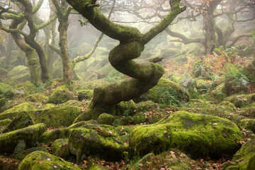 Stunning colorful Autumn Fall landscape during misty morning in Padley Gorge in Peak District
