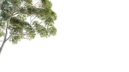 Eucalyptus tree corner 4k png cutout