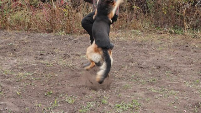 Beautiful black and red male German Shepherd in nature. Training of large breed dogs. A male German shepherd bites a man.