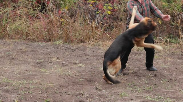 Beautiful black and red male German Shepherd in nature. Training of large breed dogs. A male German shepherd bites a man.