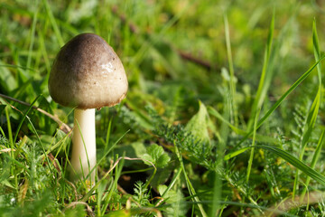 Closeup on an emerging large Big sheath mushroom , Volvariella gloiocephala growing in the grass