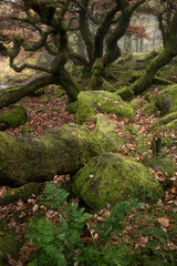 Stunning colorful Autumn Fall landscape during misty morning in Padley Gorge in Peak District