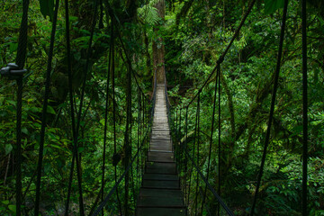 Suspension bridge in rain forest