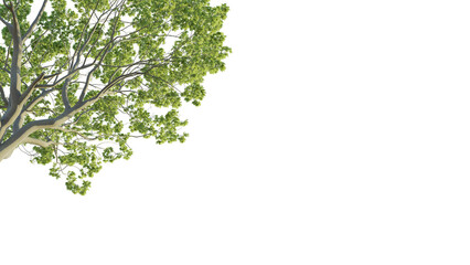 Acer tree corner 4k png cutout isolate