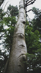 Fototapeta premium Eyes of a tree