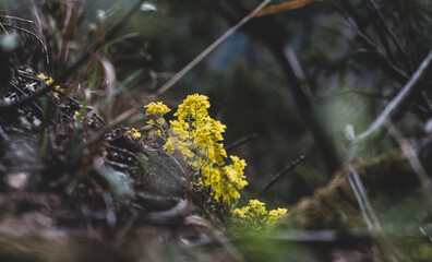 Yellow flowers hidden in mountains