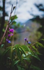 flowers in the mountains