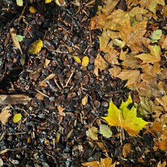 Natur, Herbst, Pflanzen
Nature, Fall, Plants
