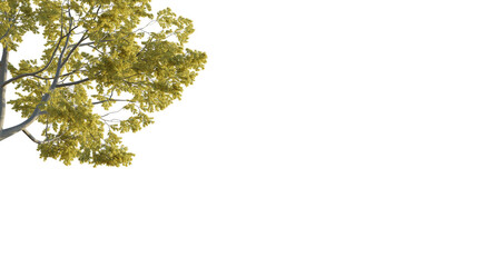 Acacia tree corner 4k png cutout isolate