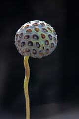 a dried lotus with its seeds