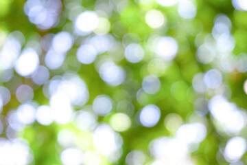 Obraz premium Green bokeh light nature from tree and sky background is a shiny naturally occurring shadow that is not clear but beautiful.