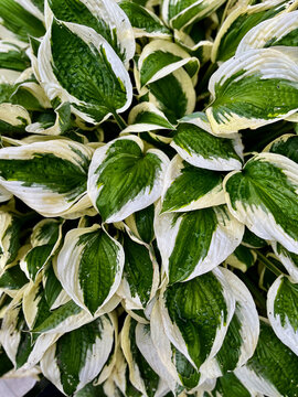 Close up of leaves