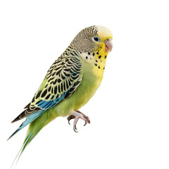 Fototapeta premium budgie isolated on transparent background