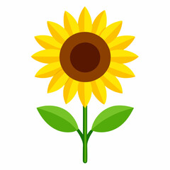 Minimalist Bright Yellow Sunflower Illustration with Green Leaves. sunflower vector illustration, white background