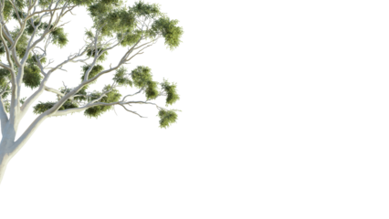 Eucalyptus tree corner 4k png cutout isolate