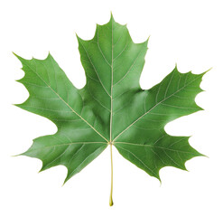 Fototapeta premium PNG Single green maple leaf on white