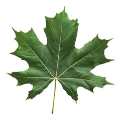 Fototapeta premium PNG Large green maple leaf on a white background