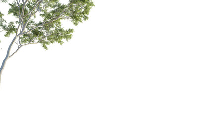 Eucalyptus tree corner 4k png cutout isolate