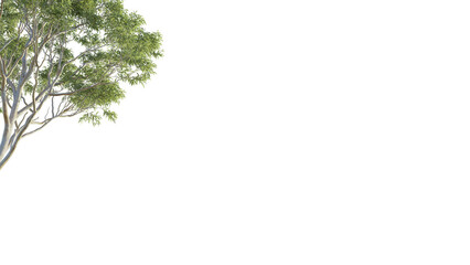 Eucalyptus tree corner 4k png cutout isolate © DH Tree Stock