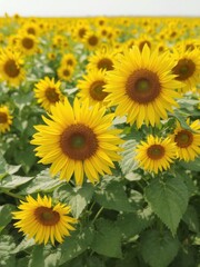 Obraz premium Vibrant sunflower field background with lush yellow blooms and green leaves, landscape, outdoor