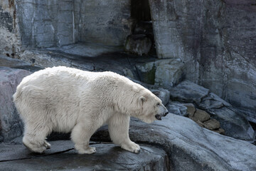 A large polar bear stands on rocks