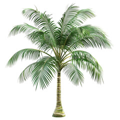 Obraz premium palm tree isolated on white