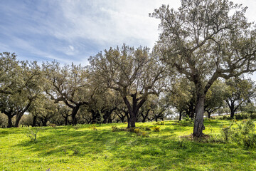 Cork Oak forest at Hortas de Baixo near Arronches, Alentejo, Portugal.
