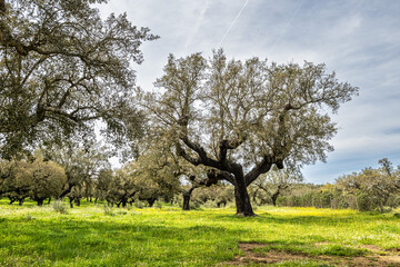 Cork Oak forest at Hortas de Baixo near Arronches, Alentejo, Portugal.