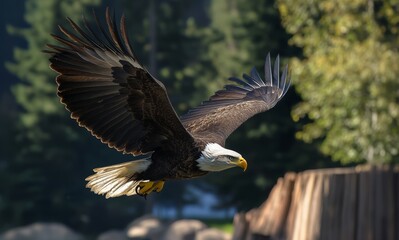 Obraz premium Bald Eagle Gliding through Forested Background