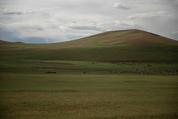 Obraz premium Mongolian horses grazing at summer pasture.