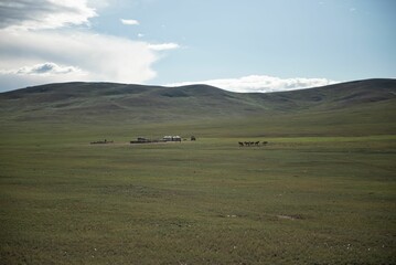 Obraz premium Mongolian horses grazing at summer pasture.