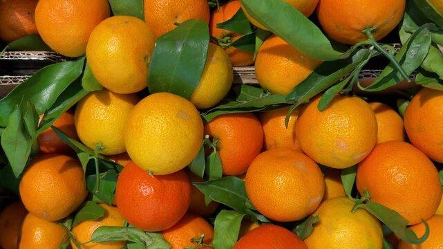 Mandarins with green leaves on display at the vegetable shop, tracking shot in top view on Tangerines with green leaves