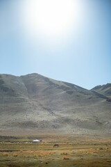 Mongolian horses grazing at summer pasture.