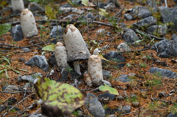 Coprins chevelus à Névache