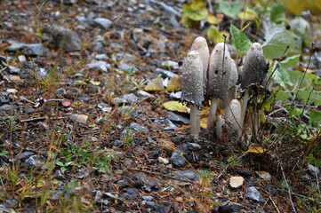 Coprins chevelus à Névache