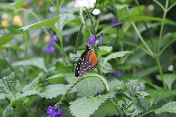 monarch butterfly on a flower