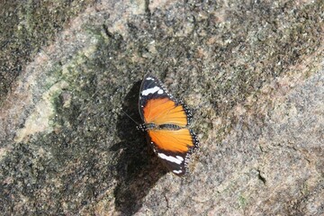 butterfly on a rock