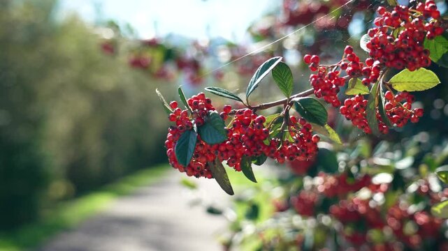 Red firethorn berries clustered on branches in autumn. Bright and vibrant, these berry bring a touch of seasonal beauty to the outdoors