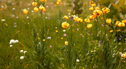A vibrant meadow filled with blooming wildflowers, including tall yellow lilies, surrounded by lush green grass and a variety of colorful, delicate flowers, creating a serene natural scene.