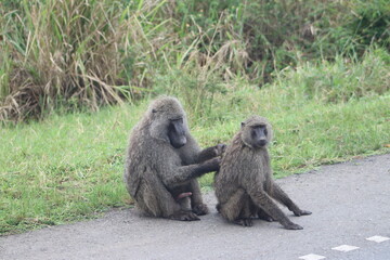 Olive baboon grooming each other 