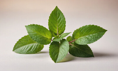 Fresh mint leaves lay on a white surface