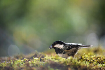 Coal tit with a seed in its beak resting on the mossy ground. Close-up view. Blur background with shallow depth of field. 