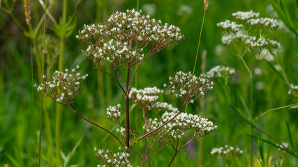 Common valerian (Valeriana Officinalis) is bllossoming