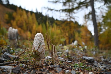 Coprins chevelus à Névache