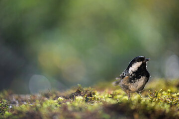 Coal tit resting on the mossy ground. Close-up view. Blur background with shallow depth of field.