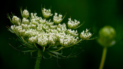 Wild carrot (Daucus Carota) is blossoming