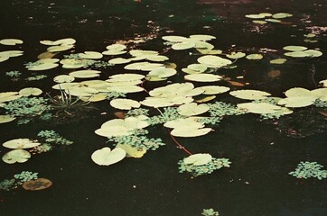 water lily in the pond