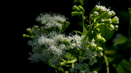 Common valerian (Valeriana Officinalis) is bllossoming