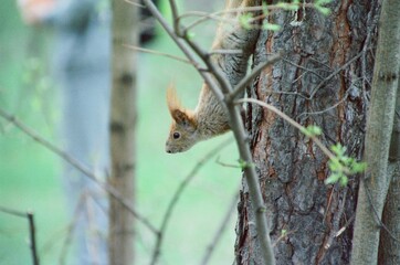 squirrel on a tree on film