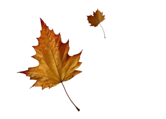 Maple leaf in autumn fall colour, png stock photo file cut out and isolated on a transparent background
